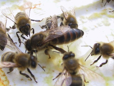 Пчелиные матки 04