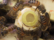 Пчелиные матки 01